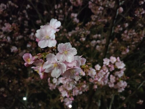 桜